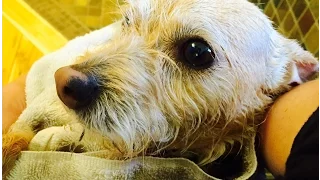 CUTEST  FUNNIEST Dirty PUPPY Video DOG Takes A Bath!