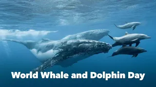 World Whale and Dolphin Day / Всесвітній день китів та дельфінів / Всемирный день китов и дельфинов