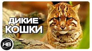 Эти ДИКИЕ Кошки Самые Редкие в Мире