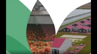 Haifa @Hoogweg - a Dutch modern sustainable greenhouse - full video