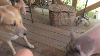 Dog Meets Pig, Meets Woman