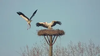 BEAUTES DE LA NATURE TV : une cigogne défend son nid