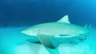 Horror of the Sea: Misconceptions About Bull Sharks