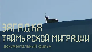 Nature of Russia. Siberia. Wild reindeer. Migration. Taimyr tundra.