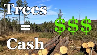 Make Money From Your Trees! - Timber Company Clearcut Our Property - See How Much We Got Paid!