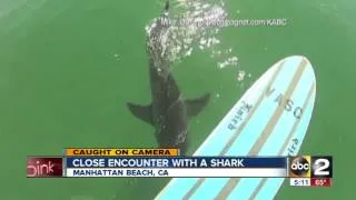 Paddleboarder Meets Great White