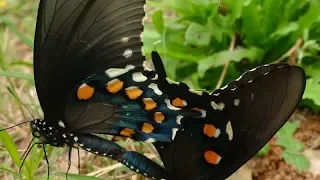 Wildlife Photos from CTG Viewers |Daphne Richards |Central Texas Gardener