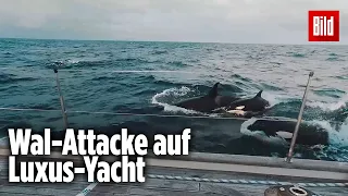 30 Orcas greifen Luxus-Jacht im Mittelmeer an