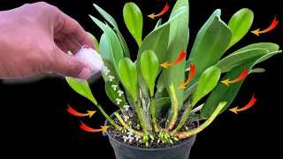 Make orchids instantly shoot like arrows and bloom for 4 years