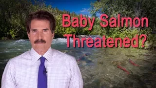 Baby Salmon Threatened?