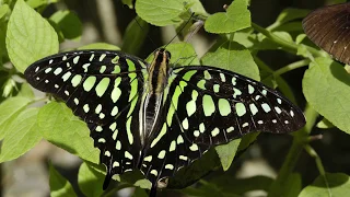 Butterfly Rainforest Moment: Tailed Jay