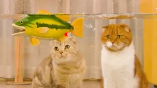 I went fishing with the cats! a Big Bass caught!