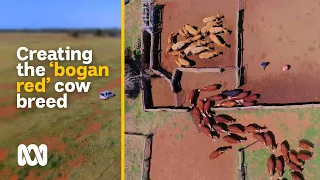 Breeding the 'bogan red' – the new hybrid beef cow | Movin' To The Country | ABC Australia