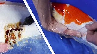 Koi Wound Treatment & Koi Parasites check | Koi Keeping