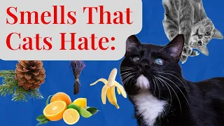 Smells That Cats Hate.