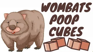 WOMBATS POOP CUBES