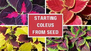 2024 Seed Starting: Coleus Seeds 🍂 || How To Start Seeds Indoors || Growing Coleus From Seed