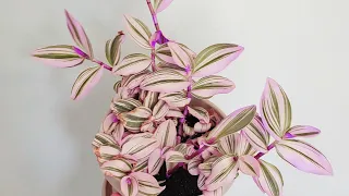 Tradescantia Fluminensis Nanouk 01 Part 002 | Plant Vlog 140