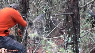 Huğlu Ovis ile Bilecik yaban domuzu avı / Wildboar hunting #okaysahin #hugluovis #wildboarhunt