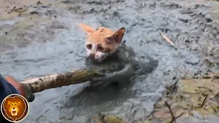 Situationen, in den Tiere Menschen um Hilfe baten