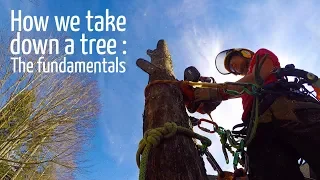 How we remove a tree #3 : The fundamentals