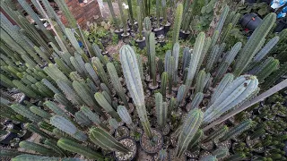 Trichocereus WalkAround 4