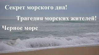 Трагедия Черного моря. Охота на рапана. Песчаное побережье Витязево. Битва под водой.