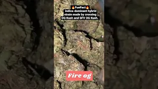 Fire OG is an indica dominant hybrid 70% indica/30% sativa