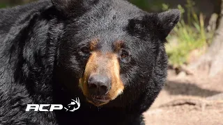 Récolte d'un ours noir par Catherine Veilleux