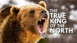 Grizzly Bear: The True King of the North