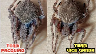 PHILIPPINES SPIDER FIGHTING 5