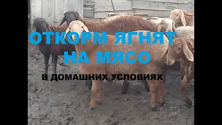 Откорм ягнят на мясо в домашних условиях