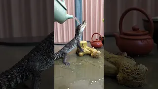 Pouring Water on a Baby Crocodile