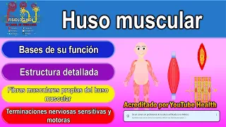 Huso muscular | Huso neuromuscular | Huso muscular fisiología | Huso muscular histología