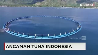 Ancaman Tuna Indonesia