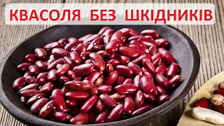 Щоб в квасолі не заводились жучки - все дуже просто