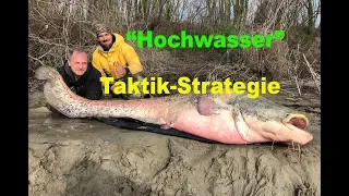 Welsangeln - Steigendes Wasser - Taktik / Strategie / Köderwahl / Köderfisch / Angelplatz