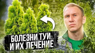 5 Болезней Туи и их Лечение🌲  ТУЯ болеет - что делать?