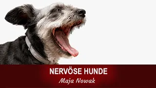 NERVÖSE HUNDE BRAUCHEN DASSELBE WIE MENSCHEN mit einem hochgefahrenen Nervensystem" - von Maja Nowak