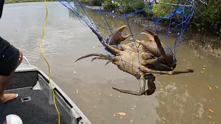 CATCHING Seafood - BIG MUD CRABS !!! CRAB for lunch???