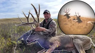 Spot and Stalk Archery Mule Deer - Alberta Velvet Bucks