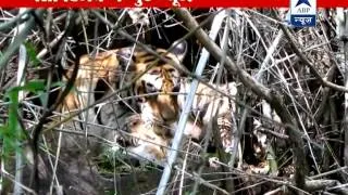 Good news in Panna tiger reserve