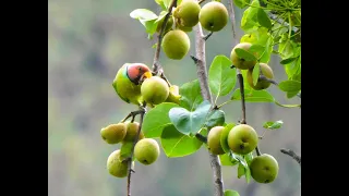 Nature's Buffet: Birds of Uttarakhand Feast on Summer’s Sweet Offerings.