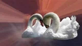 "ЛЮБОВЬ УСТАВШИХ ЛЕБЕДЕЙ"  (Love of tired swans..)