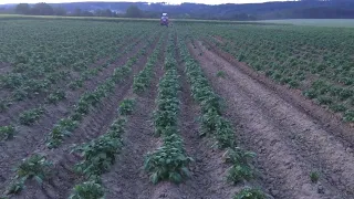Plečkování brambor | červen 2019 | Zetor 7011