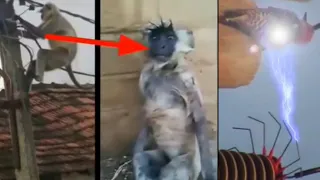 Monkey got shocked by electricity.! | Animals killed by electric power.!