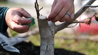 PAWPAW Bark Graft -- Quick Video -- the EASIEST graft on pawpaw