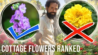 7 COTTAGE GARDEN annual FLOWERS - Ranked
