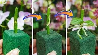 Knowing this secret will revive the orchid that quickly grows roots and young leaves