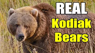 REAL Kodiak Bears